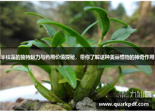 半枝莲的独特魅力与药用价值探秘,带你了解这种美丽植物的神奇作用 半枝莲的独特魅力与药用价值探秘,带你了解这种美丽植物的神奇作用