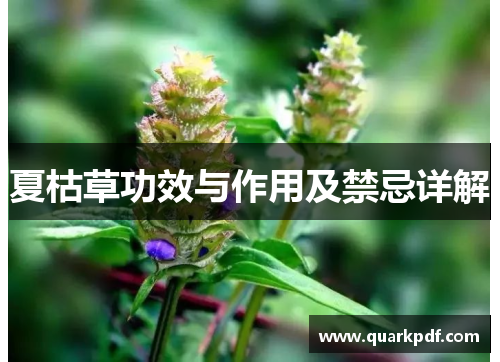 夏枯草功效与作用及禁忌详解